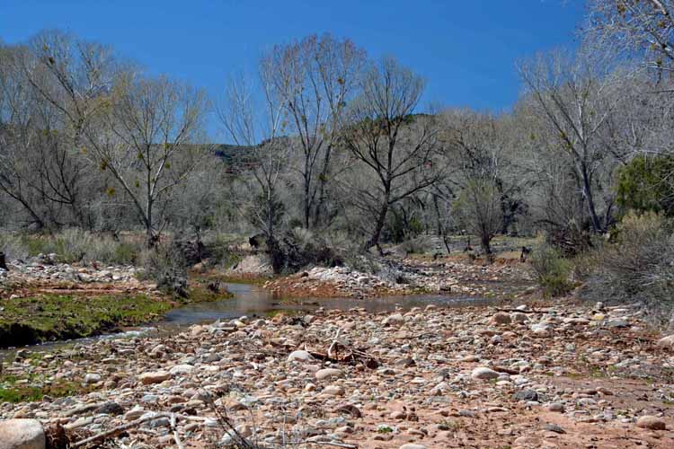 creek with running water